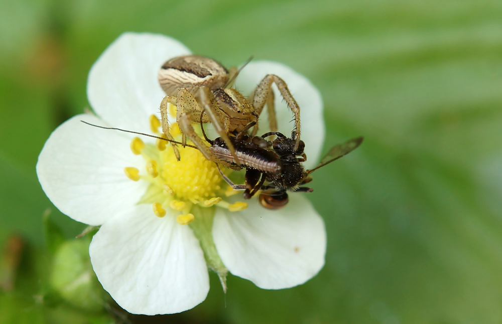 Spinne nimmersatt