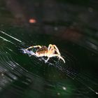 Spinne nimmt Sonnenbad