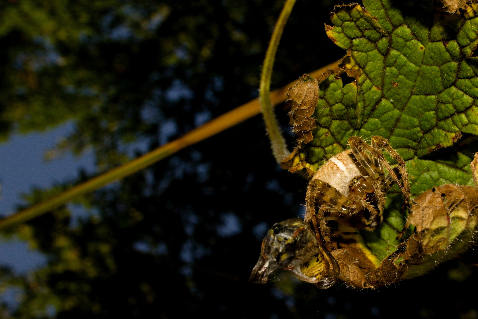 Spinne null zwo