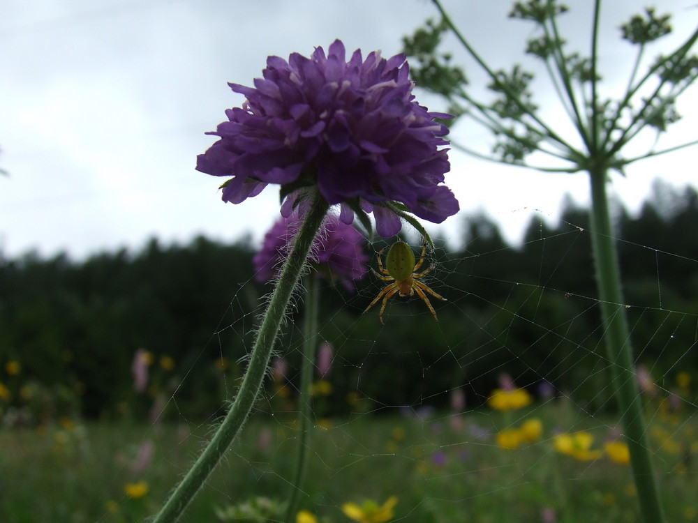 Spinne, Oberwallis, Schweiz