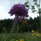 Spinne, Oberwallis, Schweiz