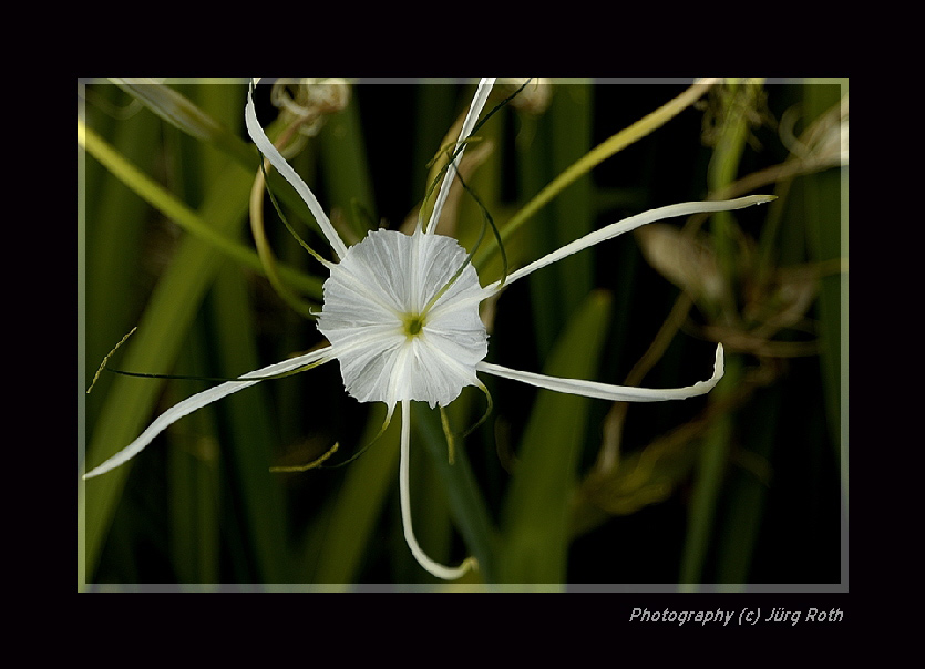 Spinne oder Blüte ?