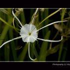 Spinne oder Blüte ?