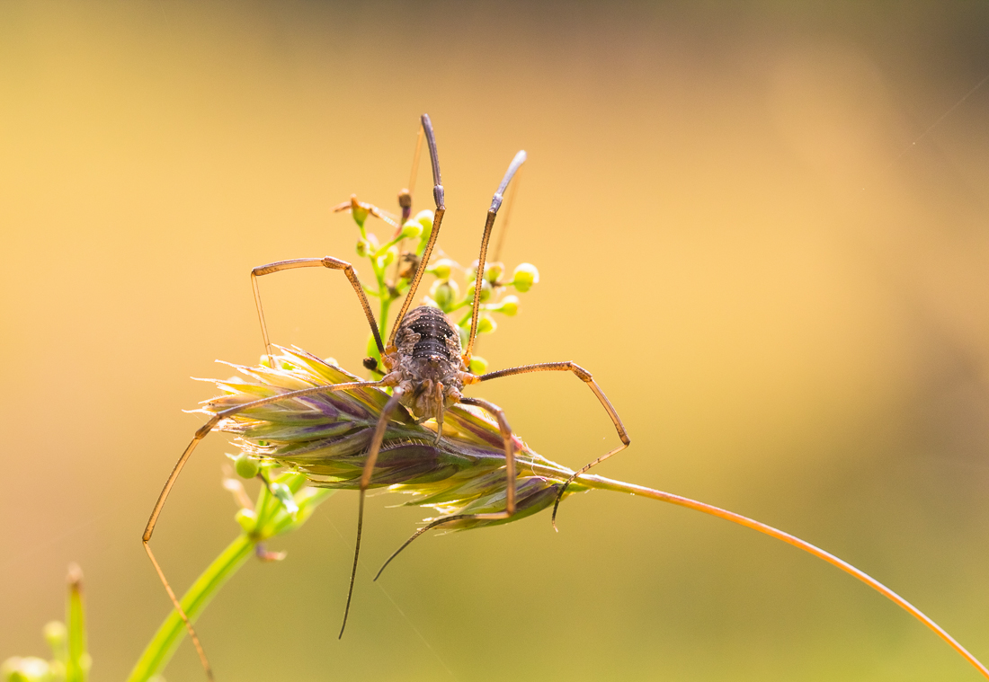 Spinne - Ohne genaue Bestimmung