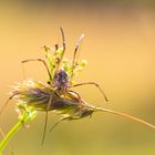 Spinne - Ohne genaue Bestimmung