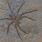 Spinne: Philodromus margaritatus. - Une araignée qui semble être aplattie...