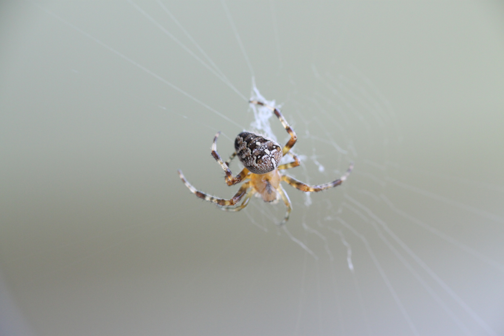 Spinne repariert ihr Netz