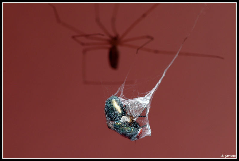 Spinne schnappt sich Fliege