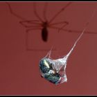 Spinne schnappt sich Fliege