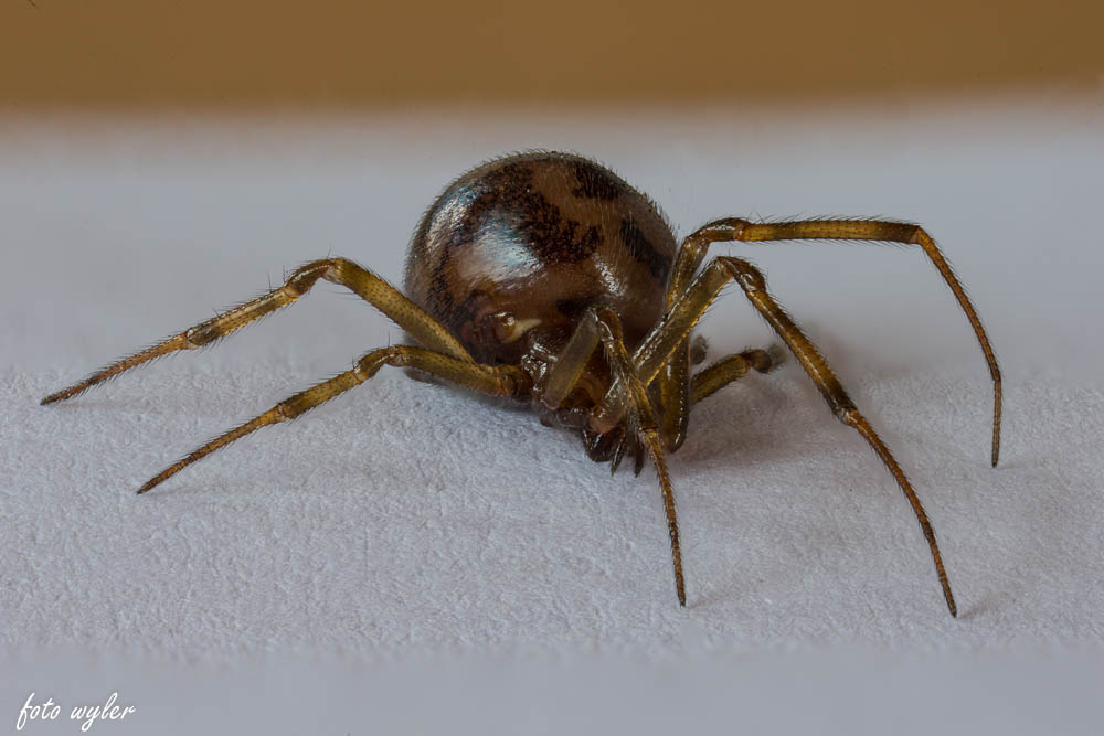 Spinne, so klein wie ein Nadelkopf.