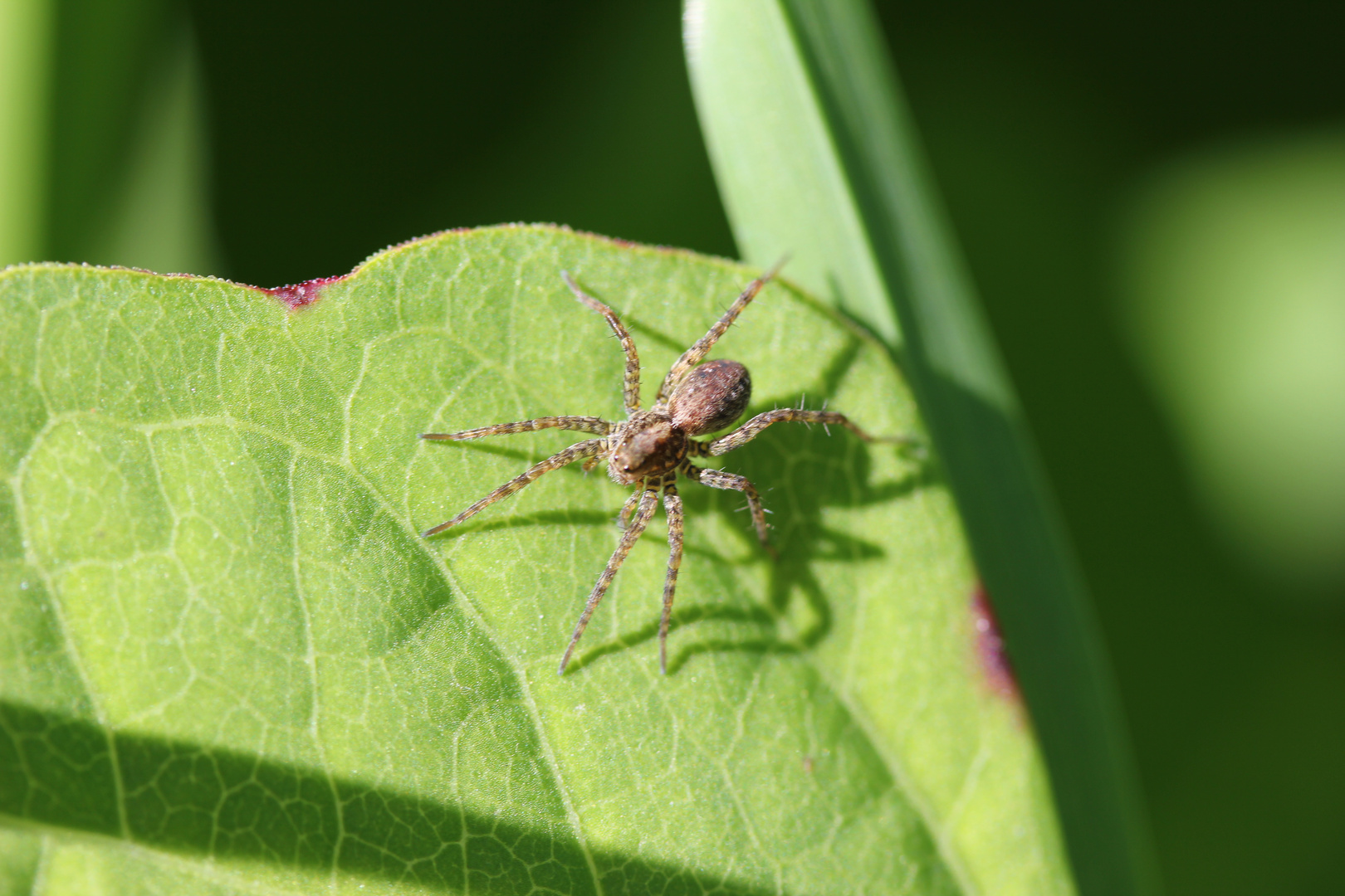 Spinne - Sonnenbad