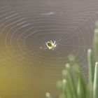 Spinne sonnt sich