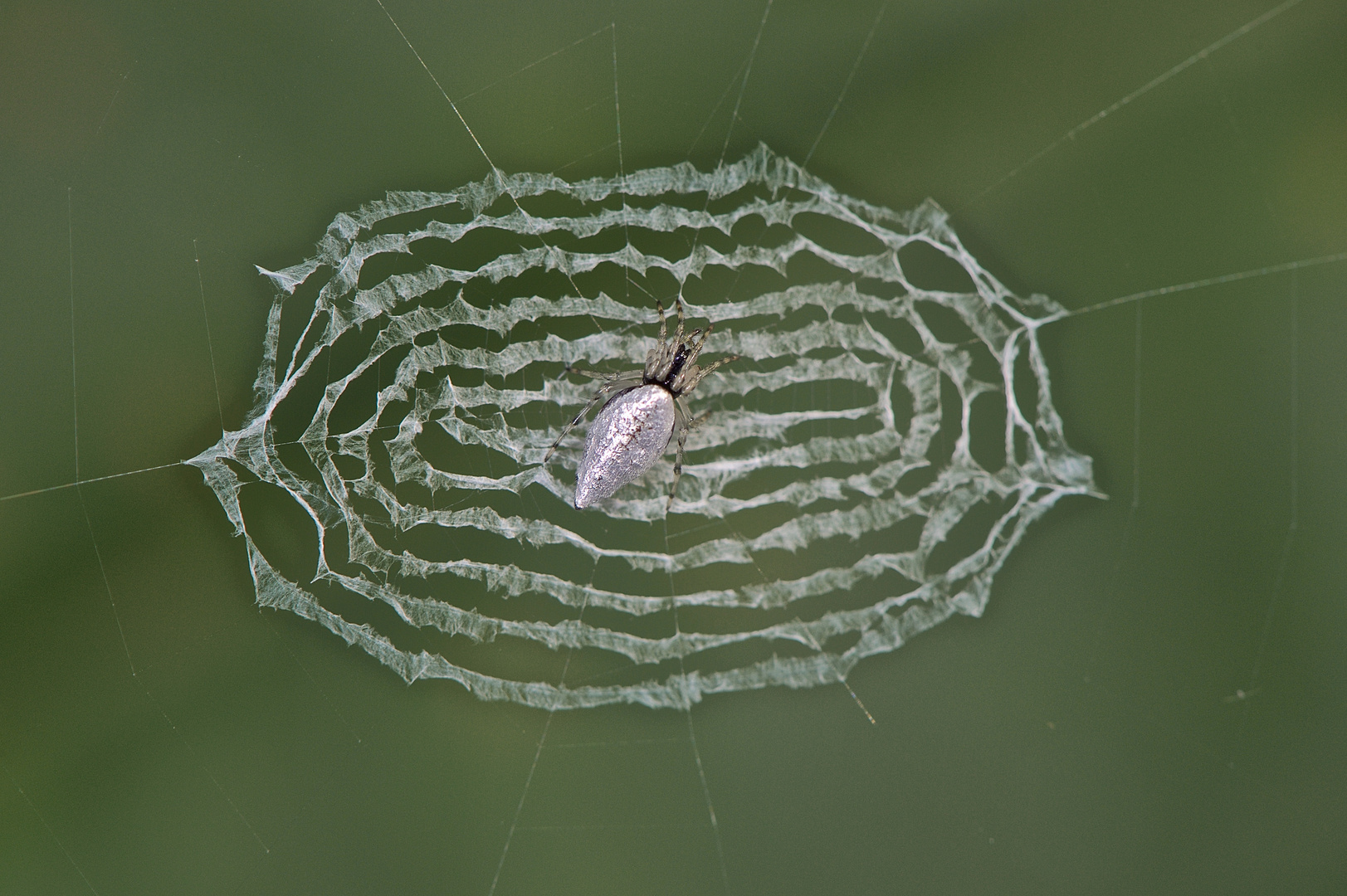 Spinne sp. aus dem Tropischen Regenwald von Thailand