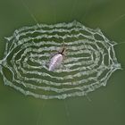 Spinne sp. aus dem Tropischen Regenwald von Thailand