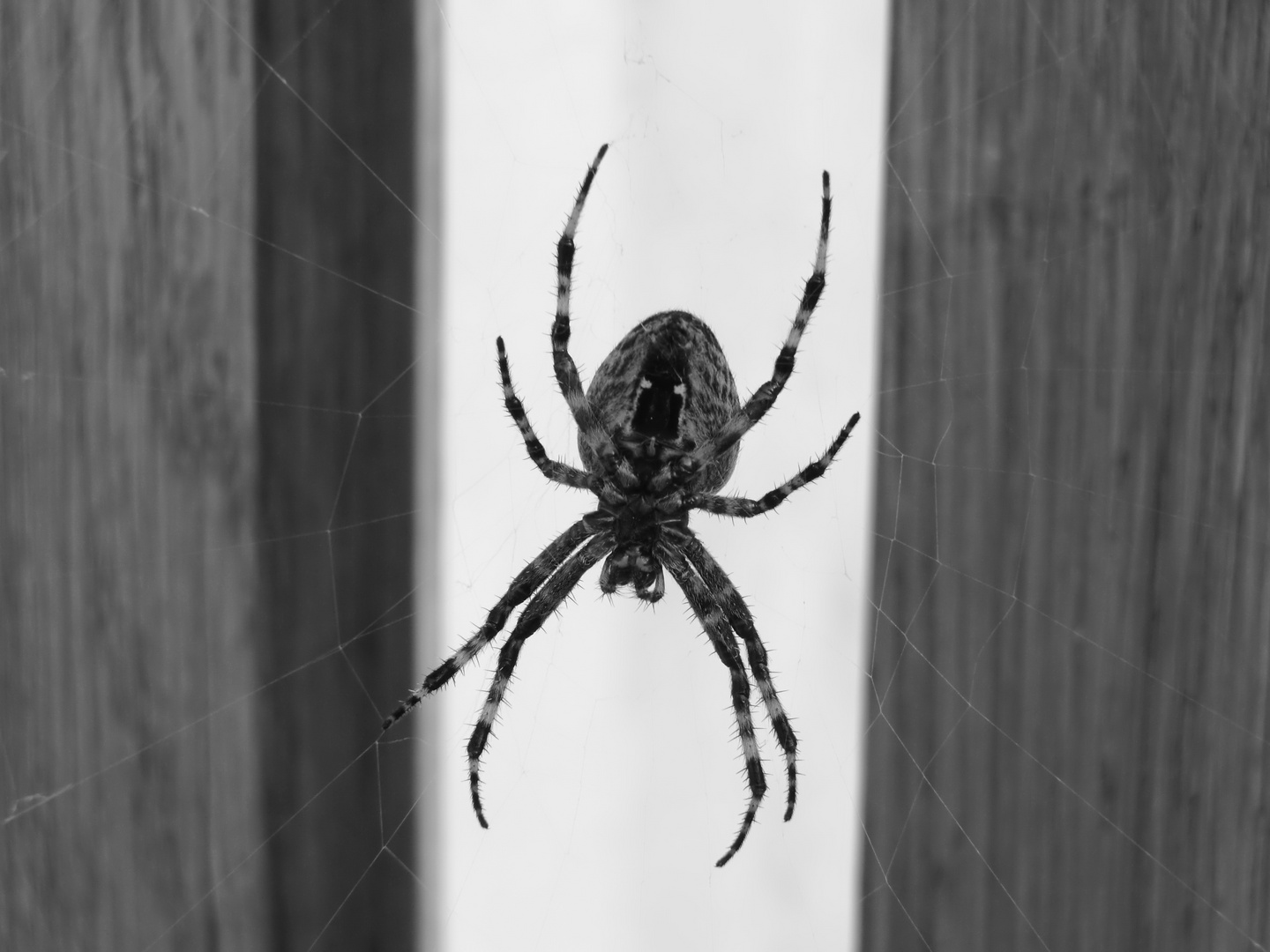 Spinne - spider