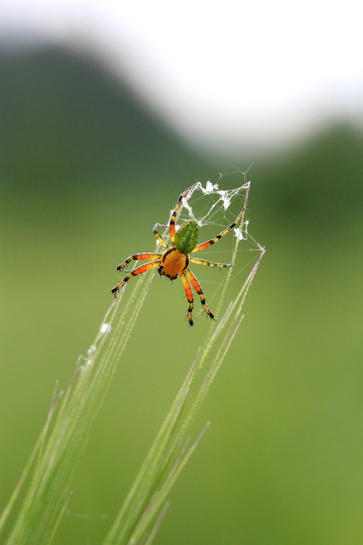 Spinne Spinnerin