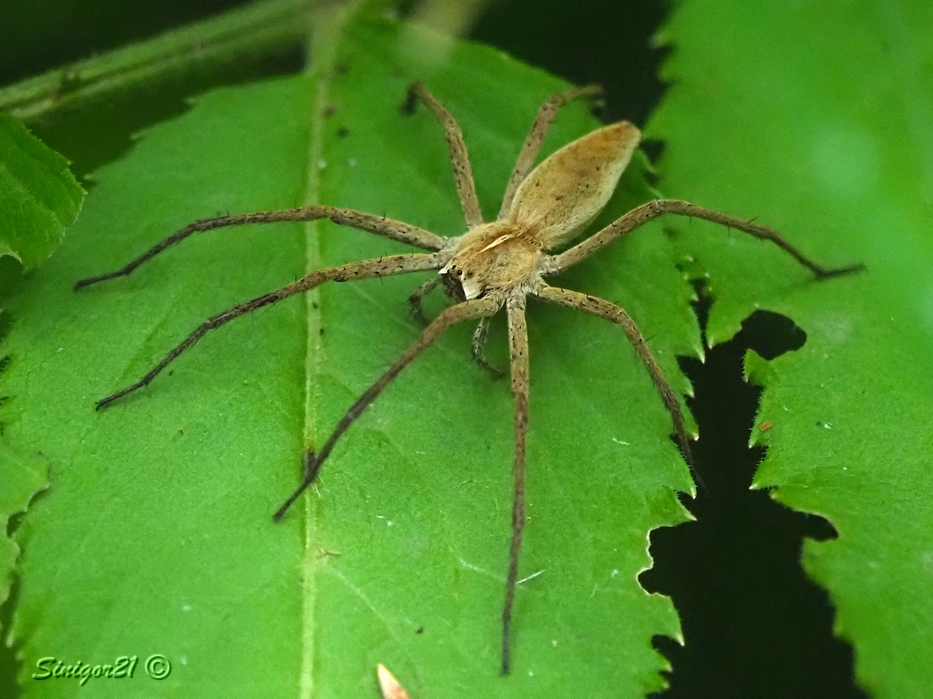 Spinne sucht Beute