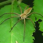 Spinne sucht Beute