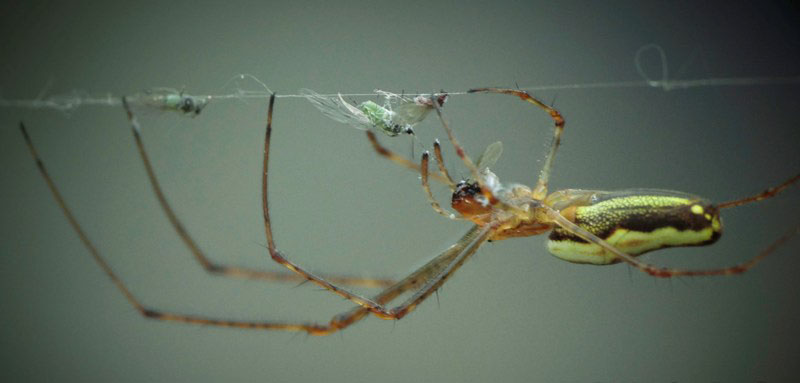 Spinne (Tetragnatha striata)