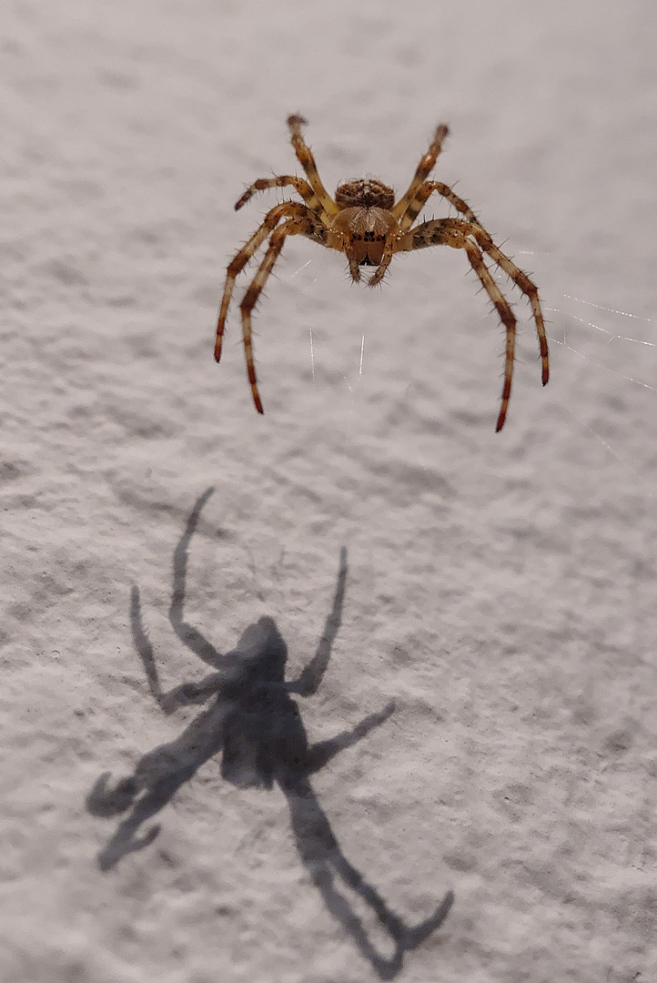 Spinne thront über ihrem Schatten