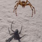 Spinne thront über ihrem Schatten