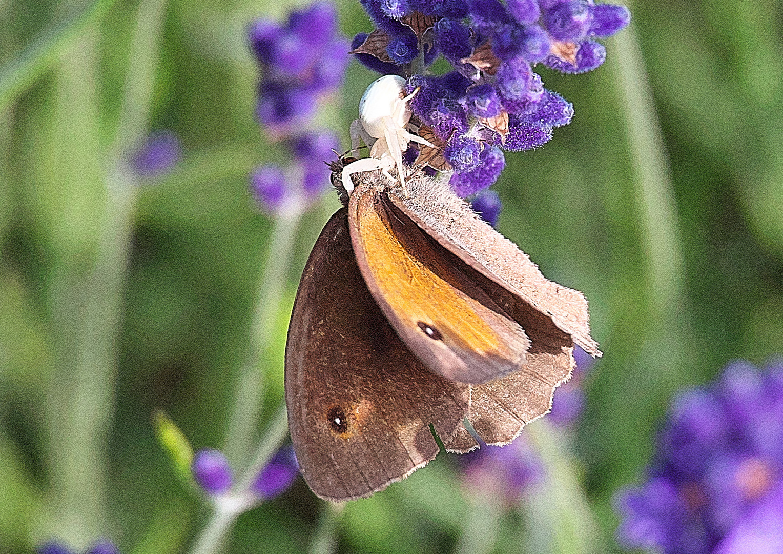 Spinne tötet Schmetterling