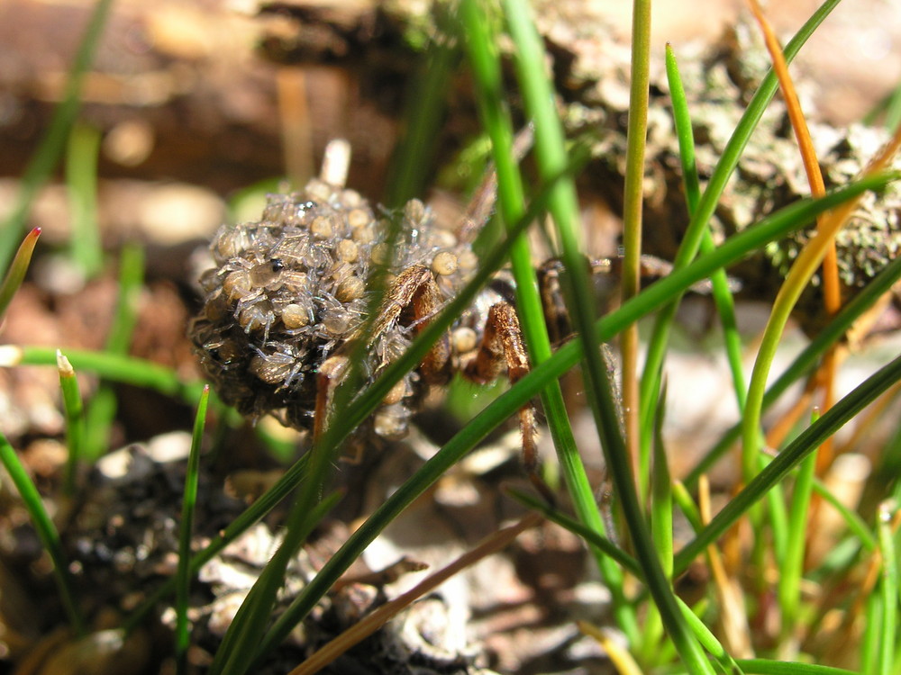 Spinne trägt ihren Nachwuchs