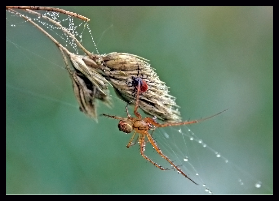 "Spinne trifft Zecke"