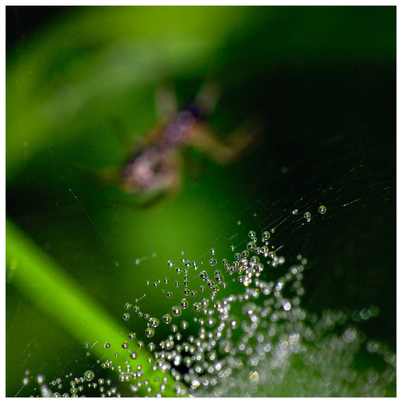 Spinne Tropfen Netz