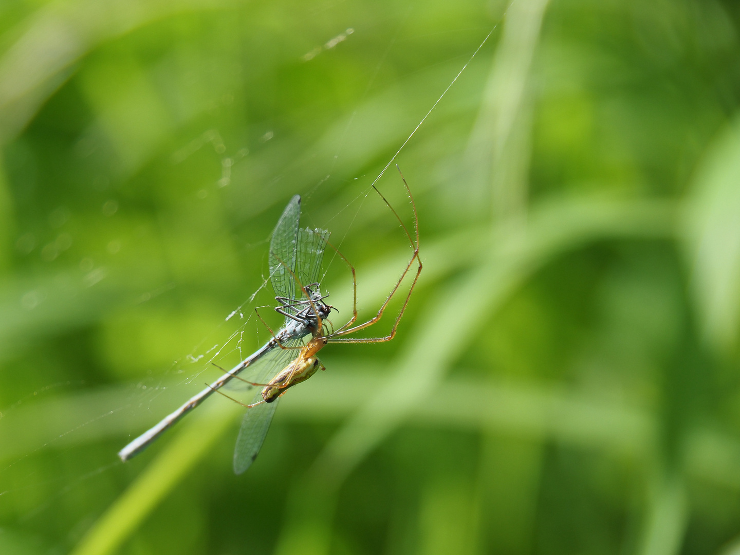 Spinne u. Libelle