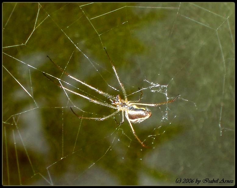 Spinne über dem Teich