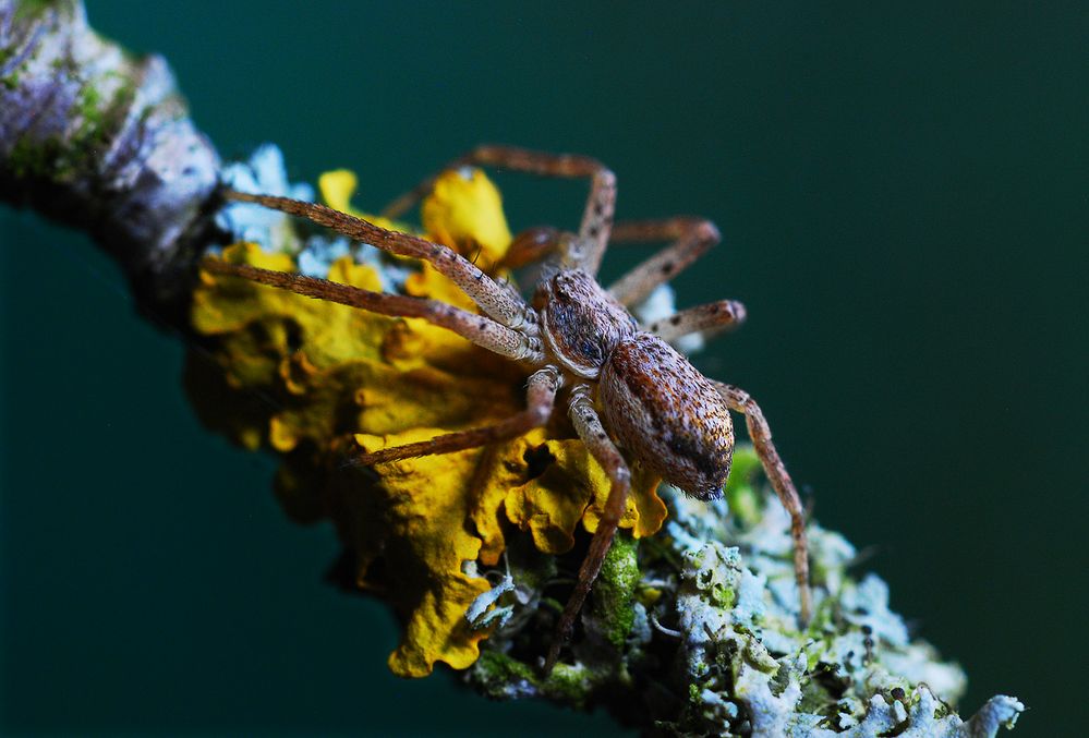 Spinne unbekannt