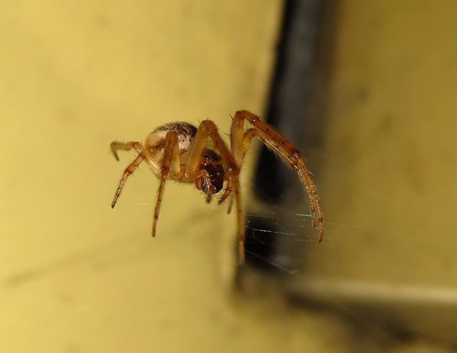 Spinne unbekannter Species