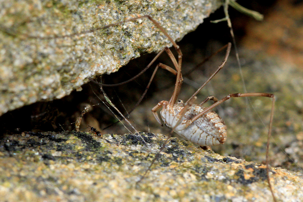 Spinne und Ameise