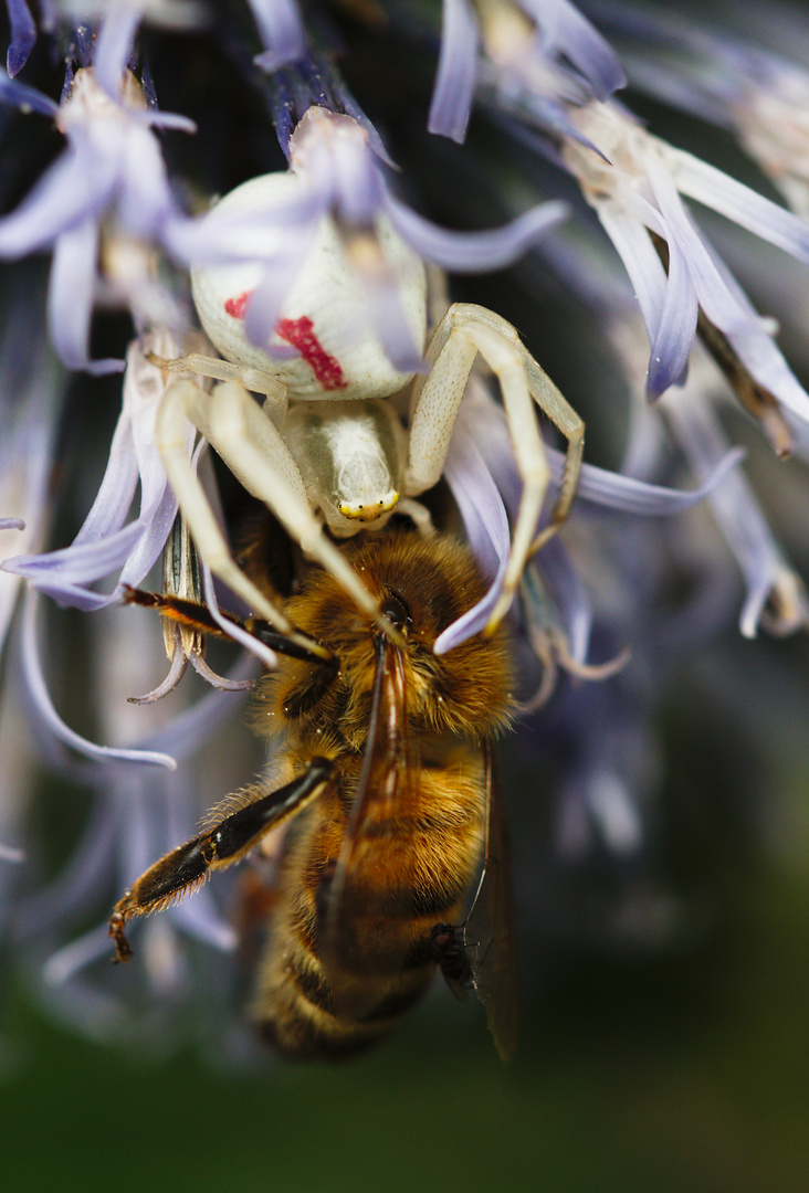 Spinne und Biene in Distelblüte