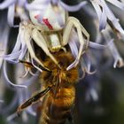 Spinne und Biene in Distelblüte