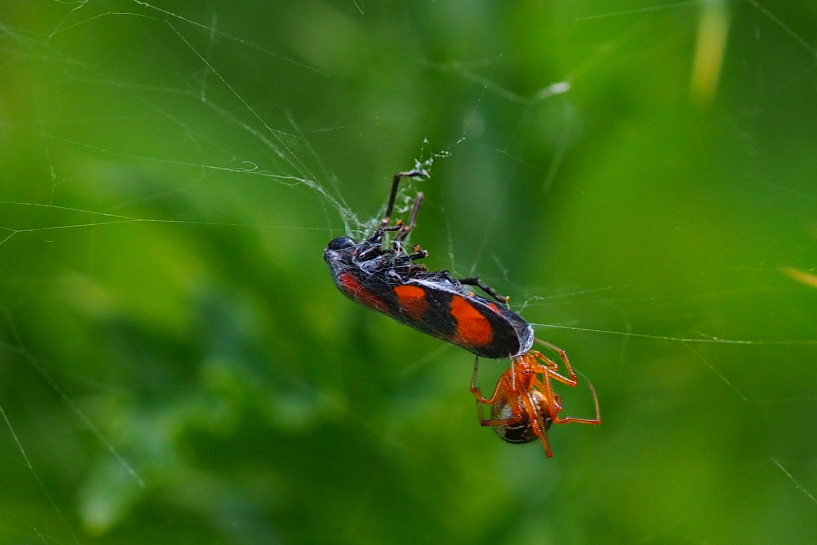 Spinne und Blutzikade