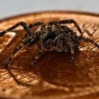 Spinne und der Cent