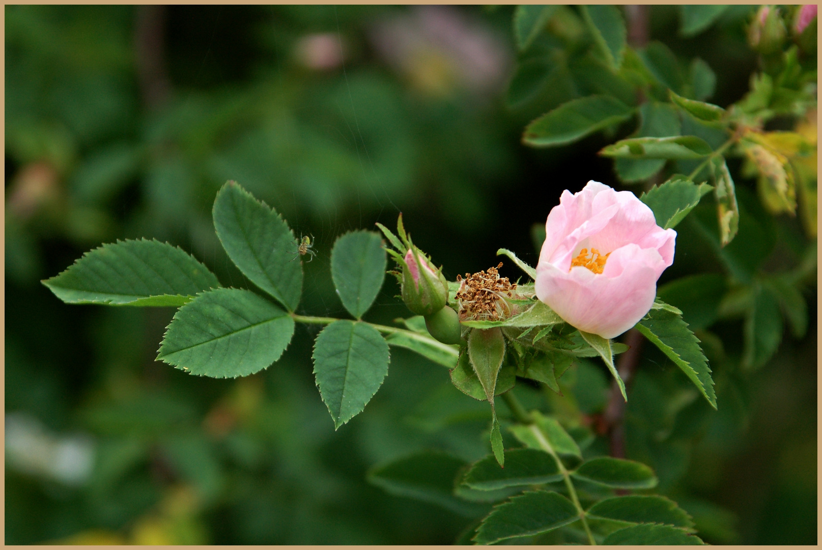 Spinne und die Heckenrose ....