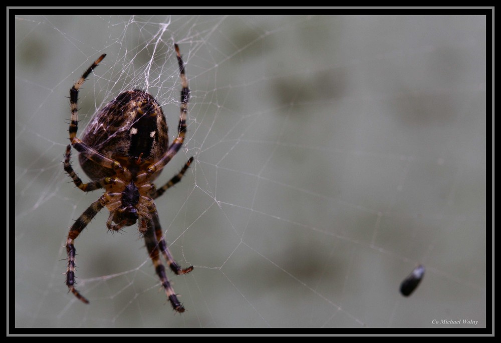 Spinne und ihre Beute