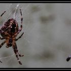 Spinne und ihre Beute