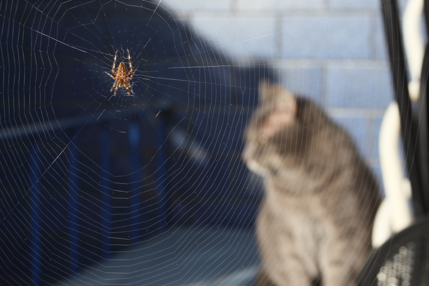 Spinne und Katze