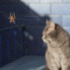 Spinne und Katze