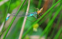 Spinne und Libelle am Heidhof-See in Bottrop