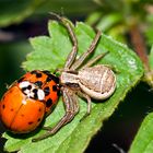 Spinne und Marienkäfer