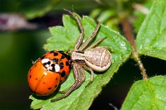 Spinne und Marienkäfer