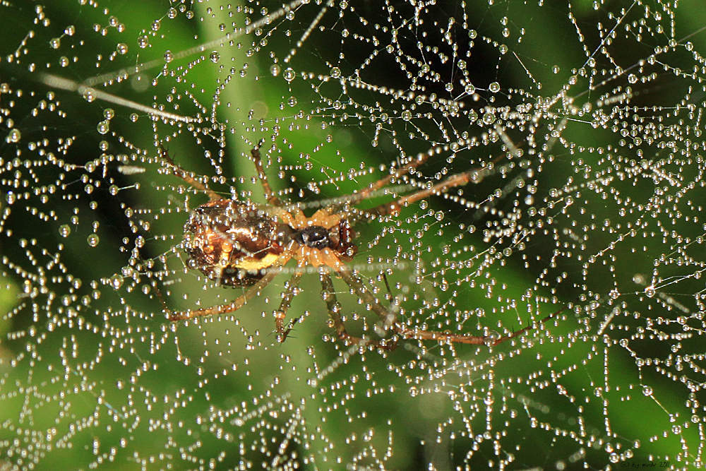 Spinne und Morgentau