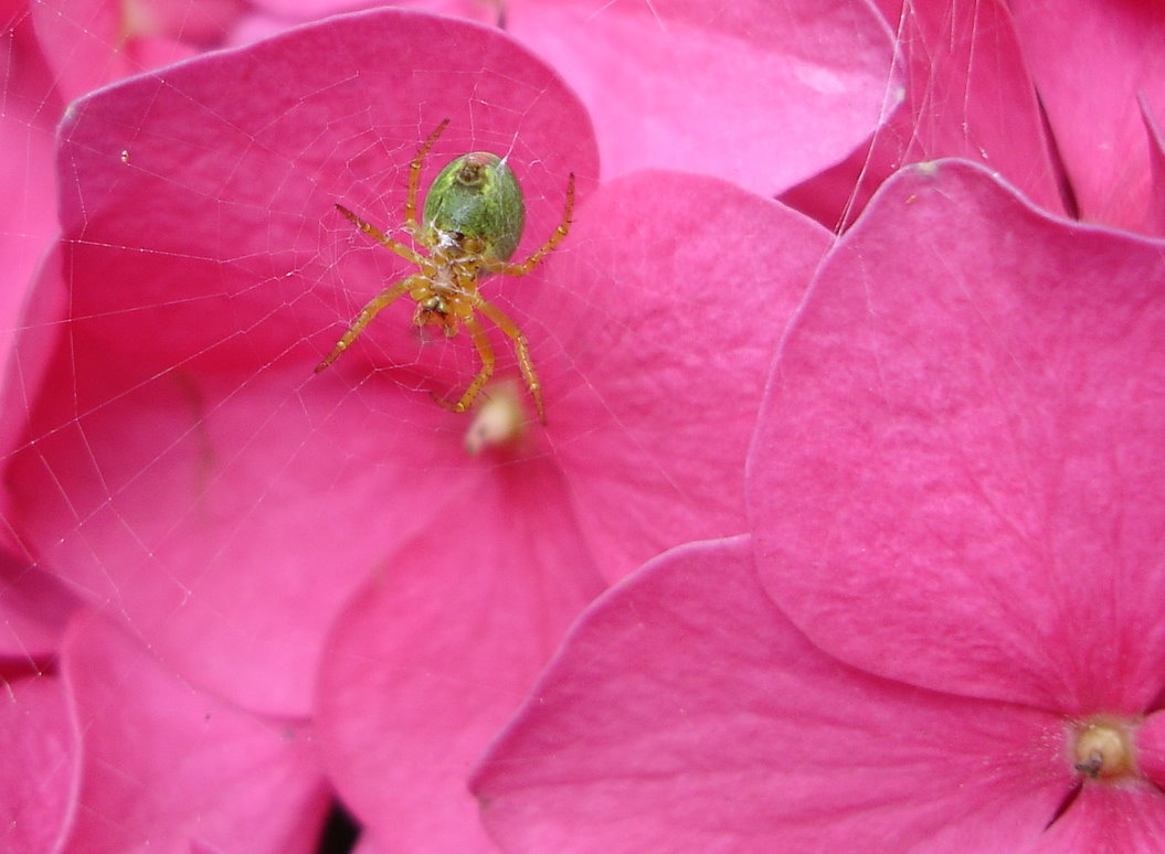 Spinne und Netz auf pinker Hortensie