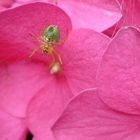 Spinne und Netz auf pinker Hortensie