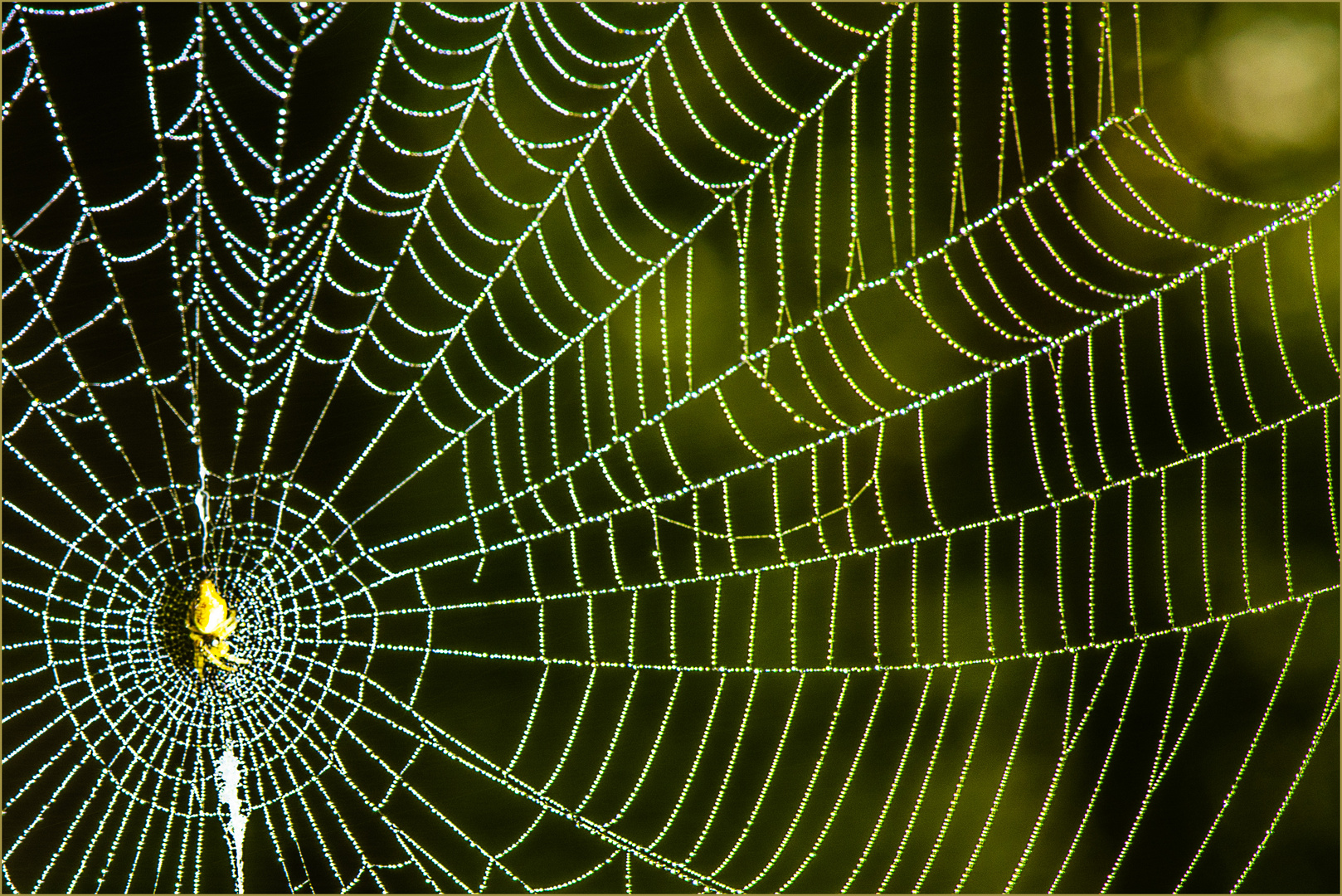 Spinne und Netzt nach einer feuchten und kalten Nacht
